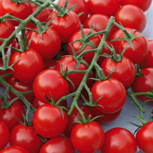 Une solution adaptée à l’extérieur:Tomate Cocktail En Grappe Harmony bio. Le pot de 9 x 9 cm