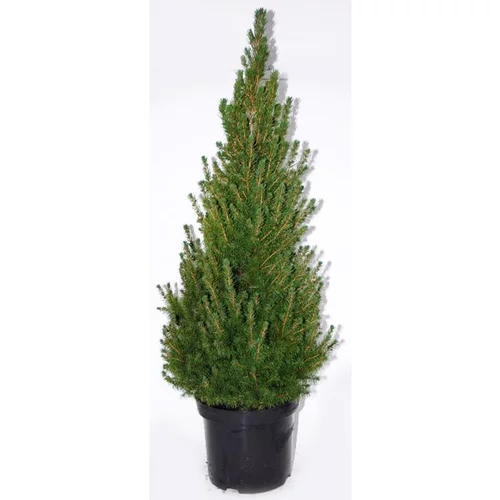Ambiance jardin:Picea Glauca Conica (épinette blanche) 40 ? 50 en pot de 5 L vert