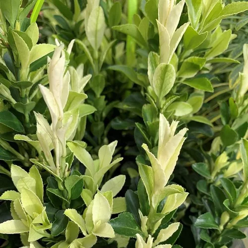 Pour vos besoins extérieurs：Fusain du Japon Paloma Blanca. Le pot de 4 litres