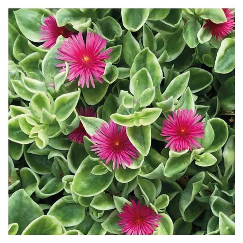 Un choix pratique pour le jardin:Aptenie à feuilles en cœur - Le pot de 9 x 9 cm