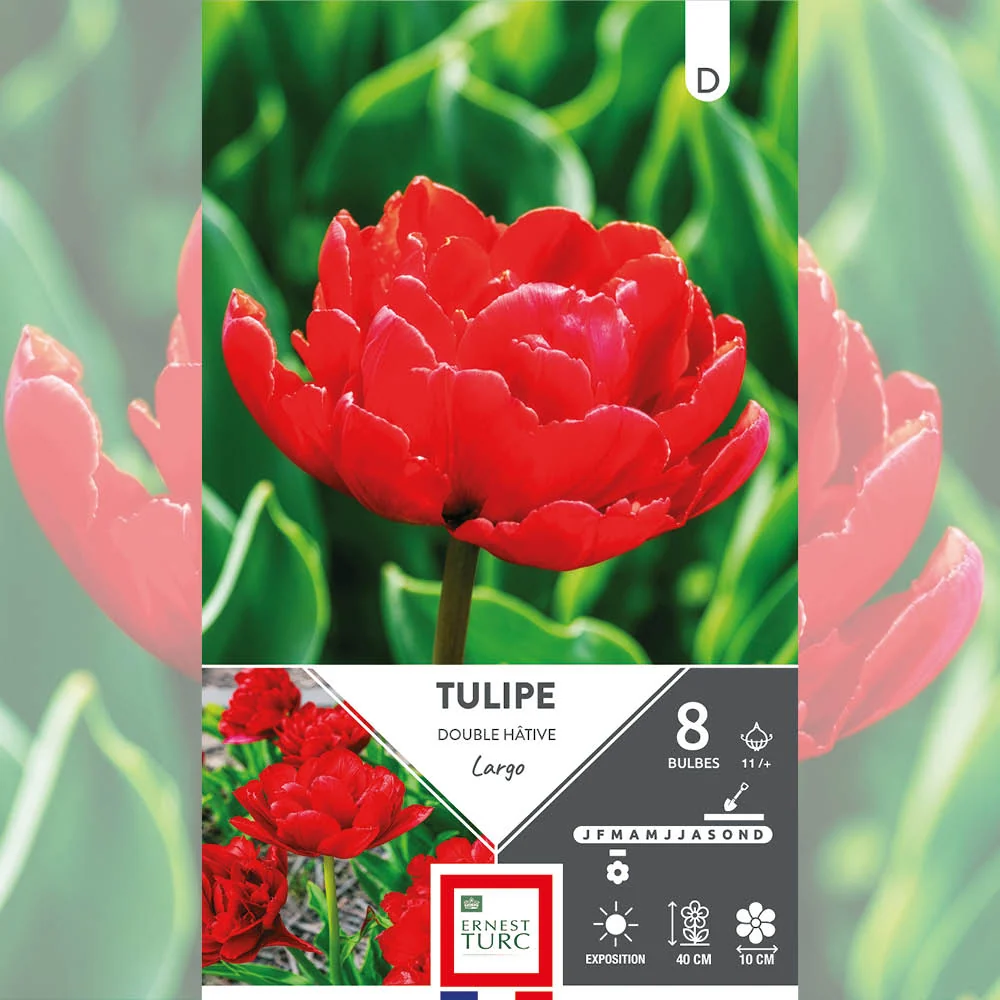 TULIPE DOUBLE HÂTIVE LARGO