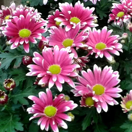 Espace vert confort:Chrysanthème multifleurs à fleurs multicolores - La barquette de 6 plants