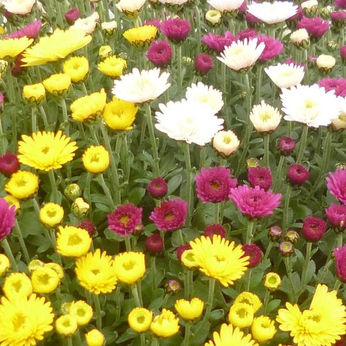 Pour plus de praticité au jardin:Chrysanthème multifleurs - Le pot de 3 litres