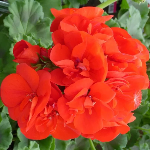 Jardin sélection：Géranium Zonal multicolore. Le pot de 1 litre