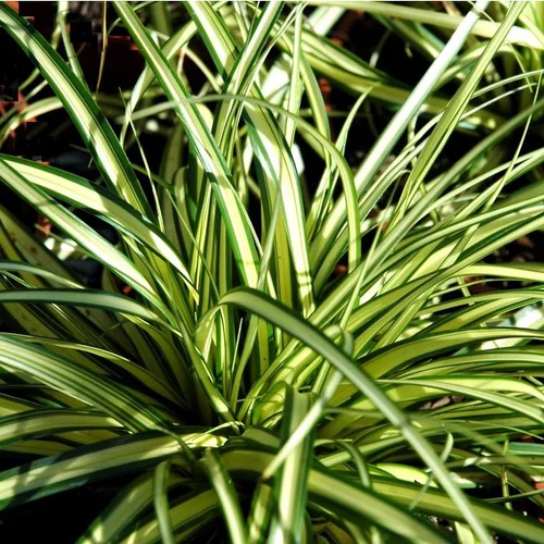 Jardin & nature:Carex ou Laîche à feuillage multicolore. Le pot de 7 litres