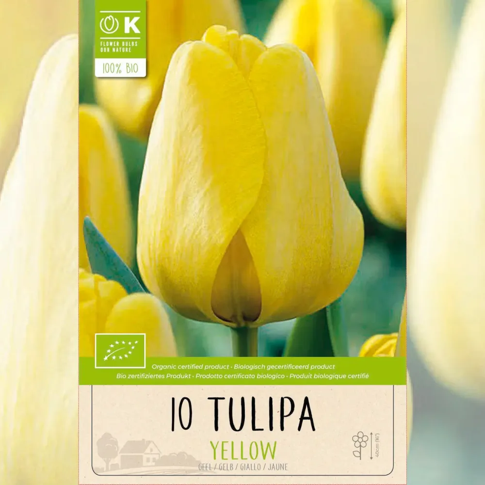TULIPE DARWIN HYBRID YELLOW AB