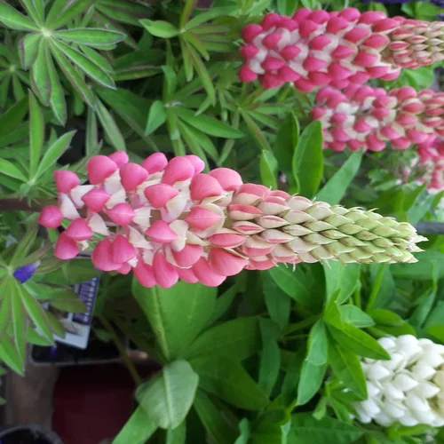 À adopter au jardin:Lupin ou Lupinus. Le pot de 4 litres