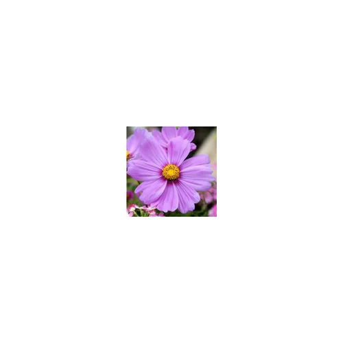 Le compagnon du jardin:Cosmos - Le pot de 1 litre