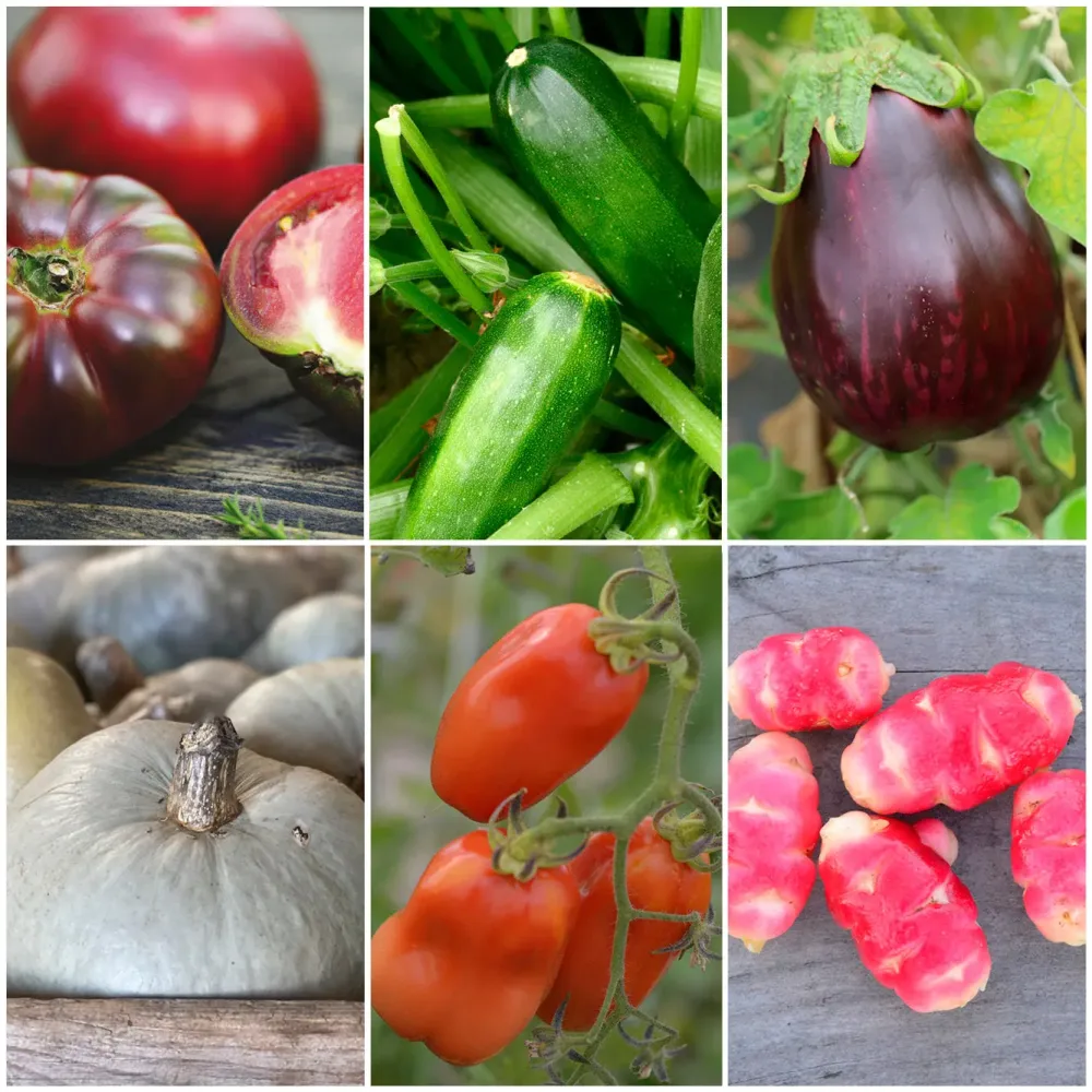 SÉLECTION "LE POTAGER VOYAGEUR"