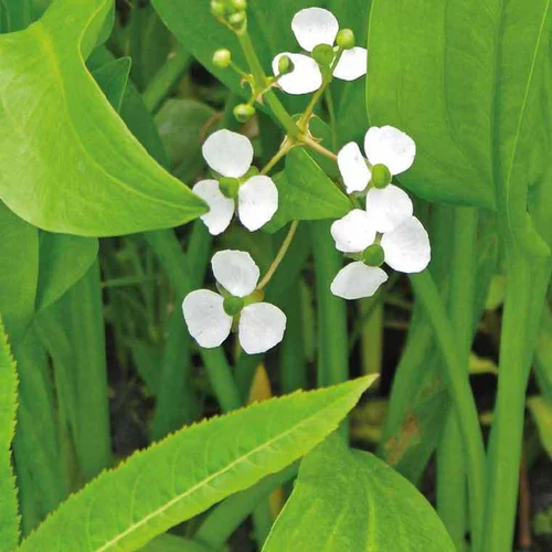 Malin jardin:Sagittaire graminiforme godet 9x9 cm