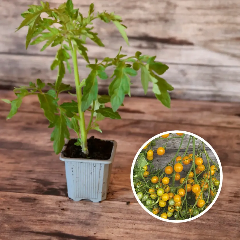 TOMATE COCKTAIL CLÉMENTINE AB - PLANT