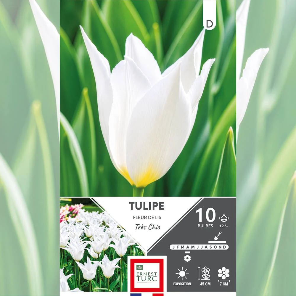 TULIPE FLEUR DE LIS TRES CHIC