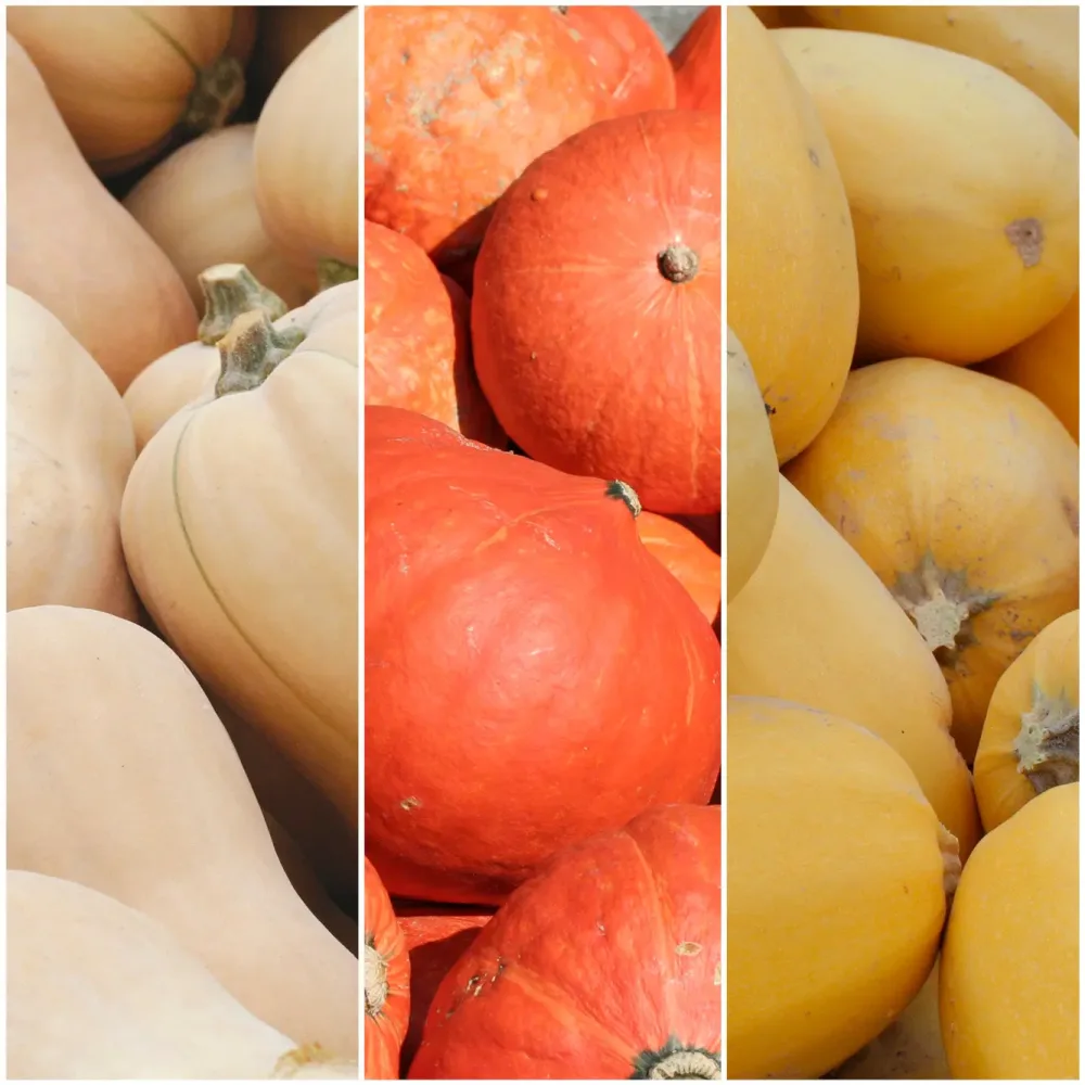 SÉLECTION "TRIO DE COURGES"