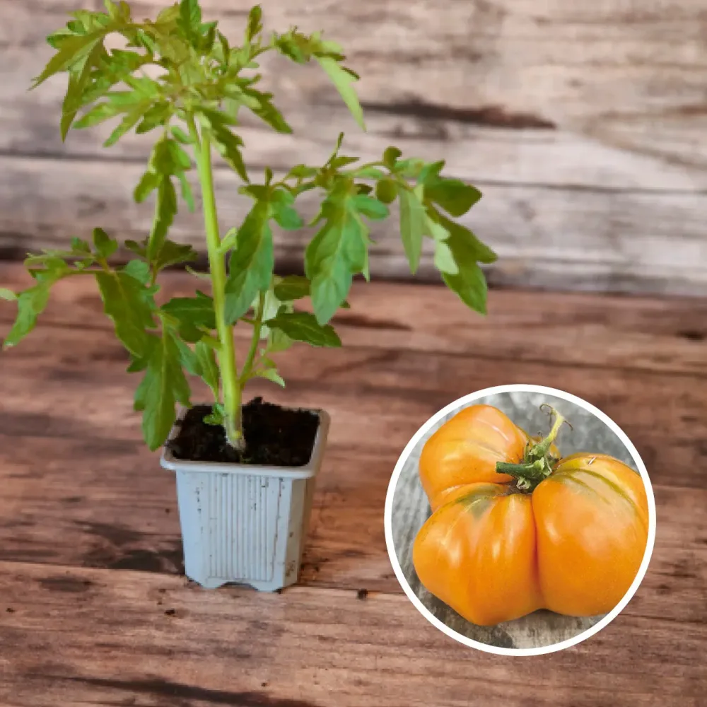 TOMATE SUMMER CIDER AB - PLANT
