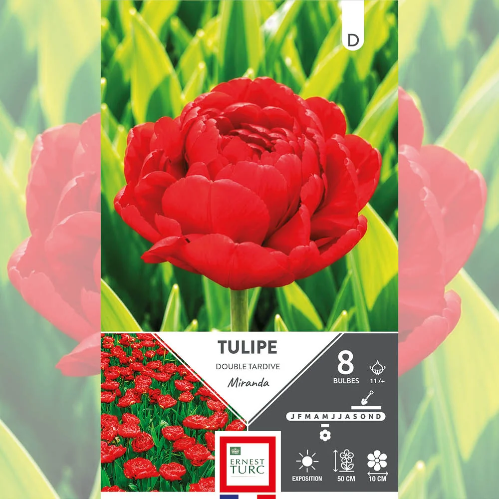 TULIPE DOUBLE TARDIVE MIRANDA