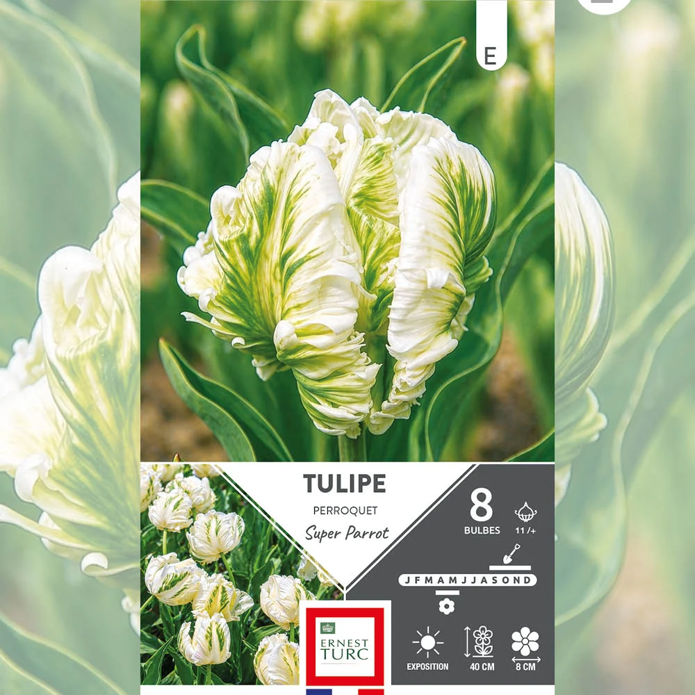 TULIPE PERROQUET SUPER PARROT
