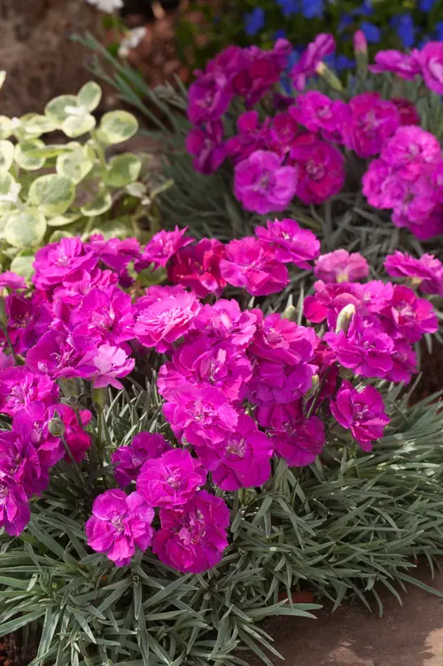 Jardin et équipement:Œillet nain SHOOTING STAR - Le pot de 2 litres