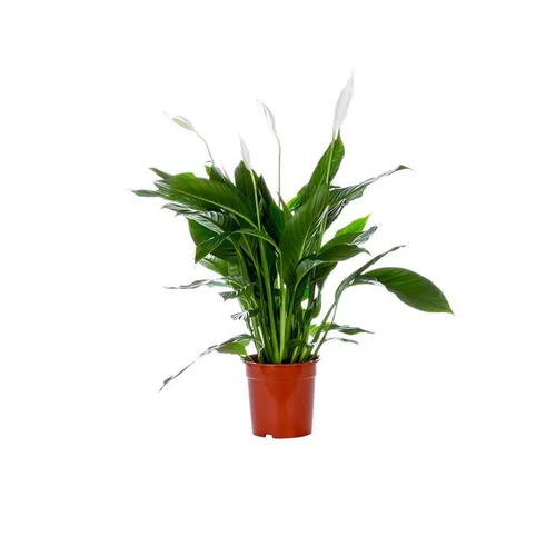 Pour vos extérieurs:Spathiphyllum Bingo pot Ø17 cm/ H65 cm