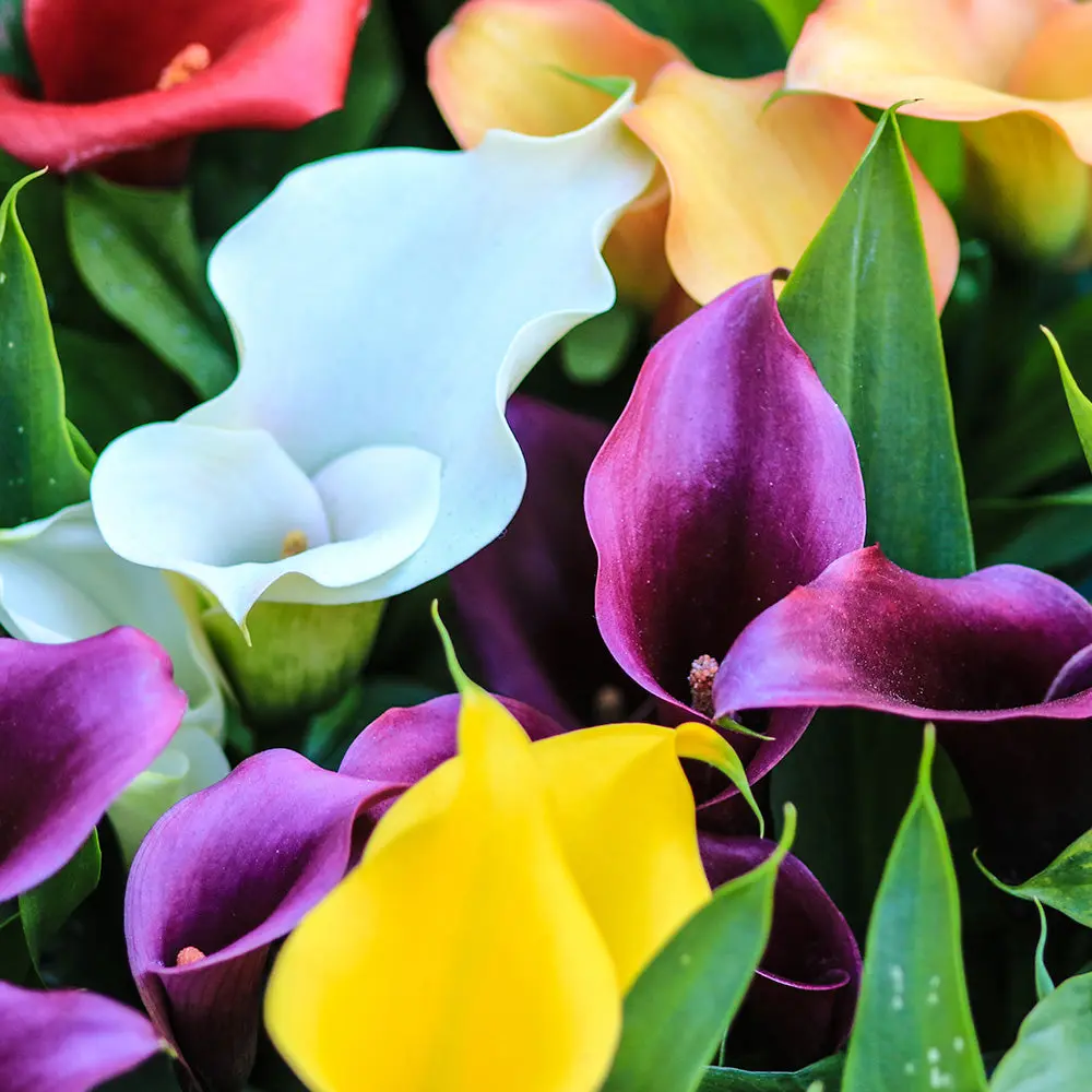 ZANTEDESCHIA SUNSET EN MÉLANGE
