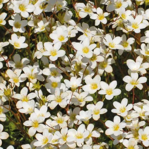 Maison et jardin:Saxifrage Mousse blanc - Le pot de 9 x 9 cm
