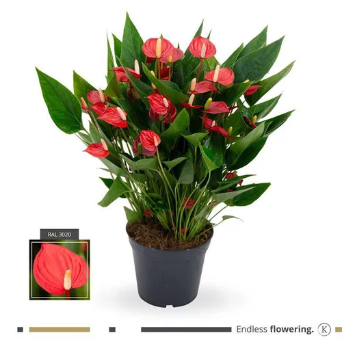 Jardin solution:Anthurium Million Flowers pot Ø17 cm/ H60 cm