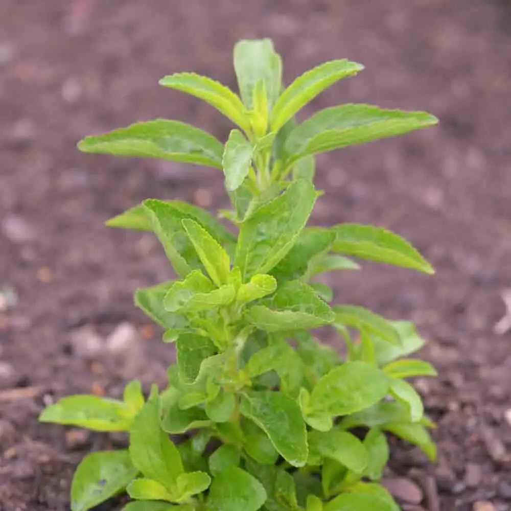 STEVIA REBAUDIANA NT