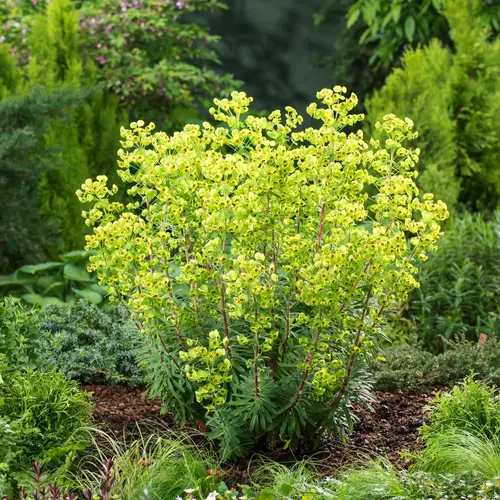 Le jardin au quotidien:Euphorbe@~@de Martin - Le pot de 2 litres