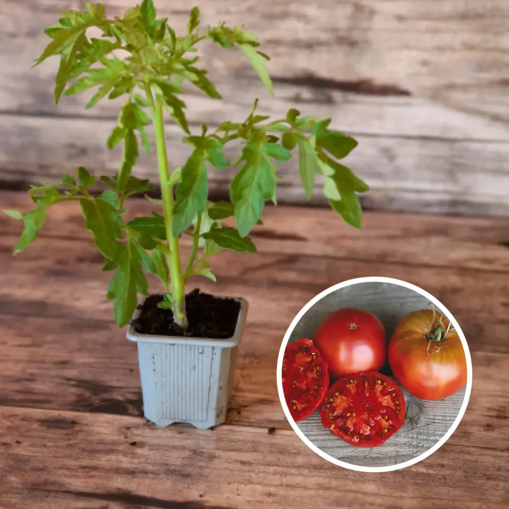 TOMATE NOIRE DE CRIMÉE AB - PLANT