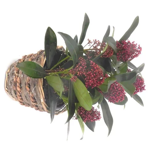 Sélection utile:Skimmia - Le panier déco