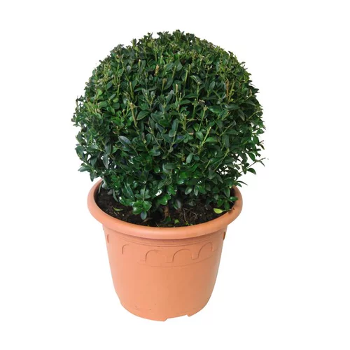 Pour valoriser votre jardin:Buis boule