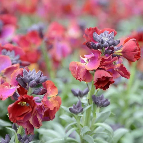 Jardin extérieur:Giroflée Ravenelle Cherianthus à fleurs multicolores - Le pot Ø 16 cm