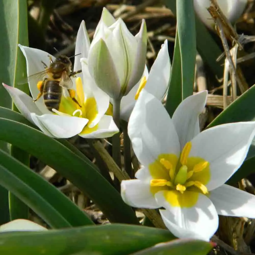 TULIPE TURKESTANICA AB