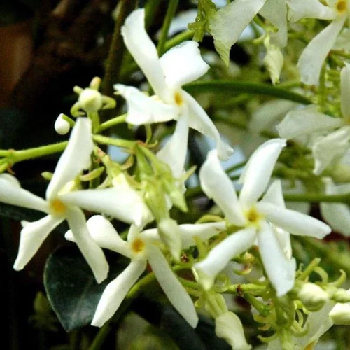 Pour organiser vos extérieurs:Jasmin étoilé. Le pot de 3 litres, échelle