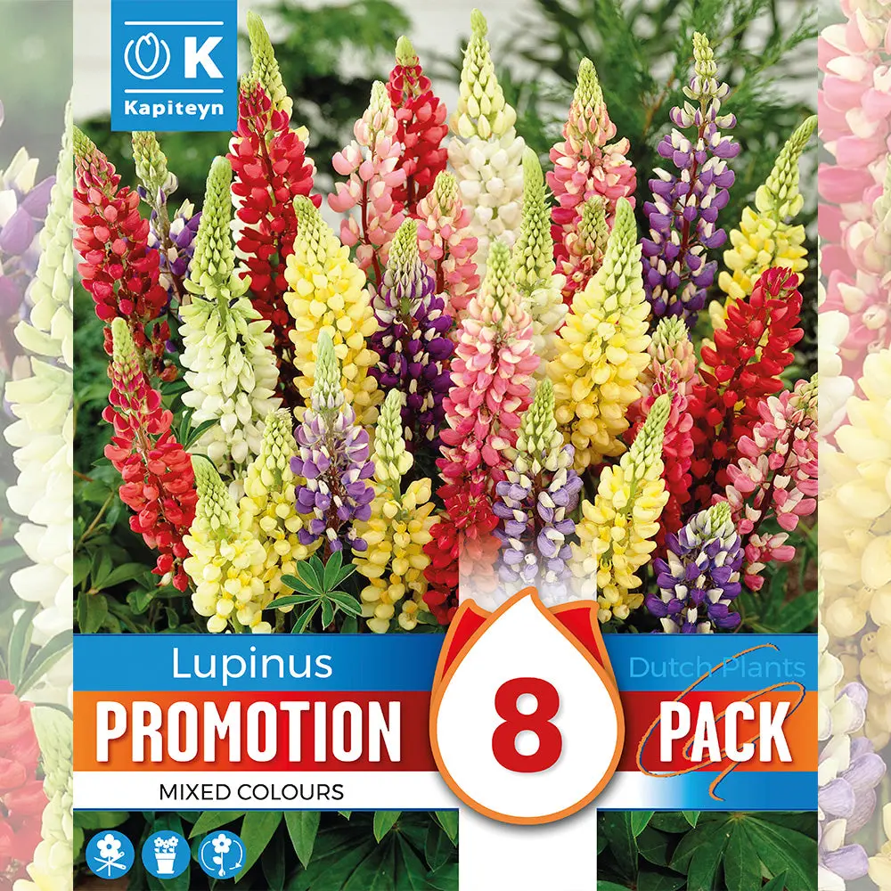 LUPINS EN MÉLANGE
