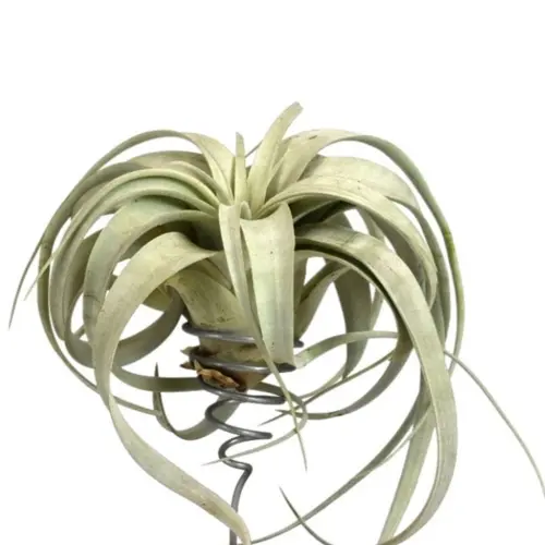 Pratique jardin:Tillandsia mix vert 15 cm
