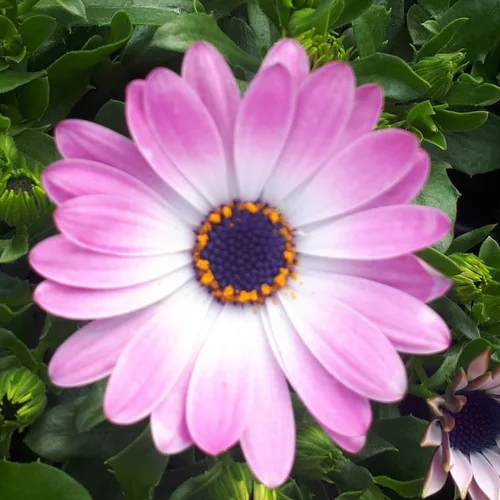 Votre allié au jardin：Osteospermum - Le pot de 1 litre