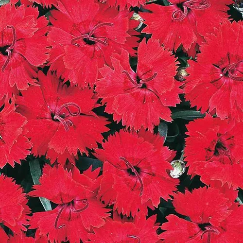 Jardin chez vous:Oeillet Nain rouge Frange - Le pot de 9 x 9 cm