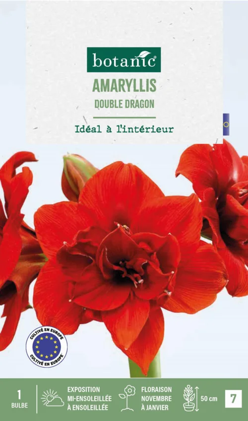 Adapté à vos extérieurs:Amaryllis intérieur Double Dragon botanic® - 1 bulbe