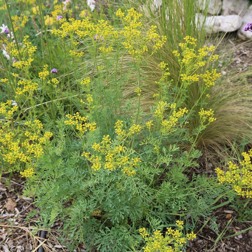 RUE OFFICINALE AB - ANTIGASPI