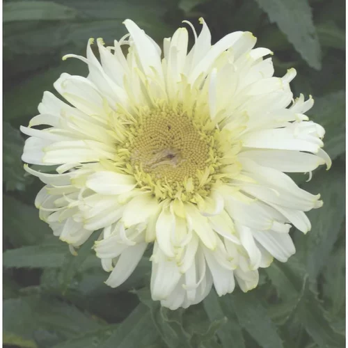 Pour profiter pleinement du jardin:marguerite d'ete 'real neat' - Le pot de 5 litres