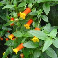 Jardin utile:Manettia Tippi - Le pot de 3 litres
