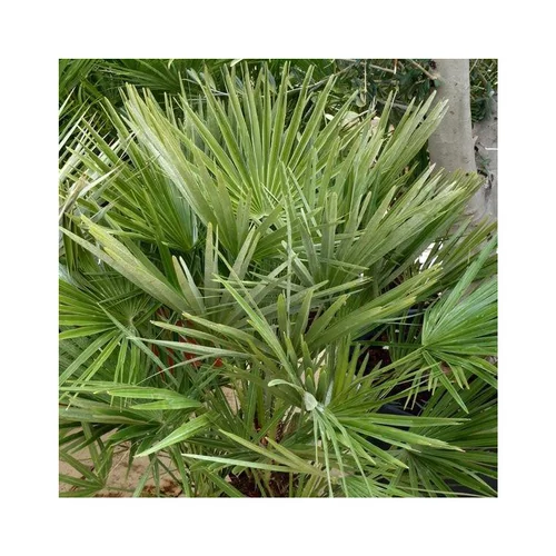 Pour la vie au jardin：Palmier nain ou Chamaerops Humilis vert