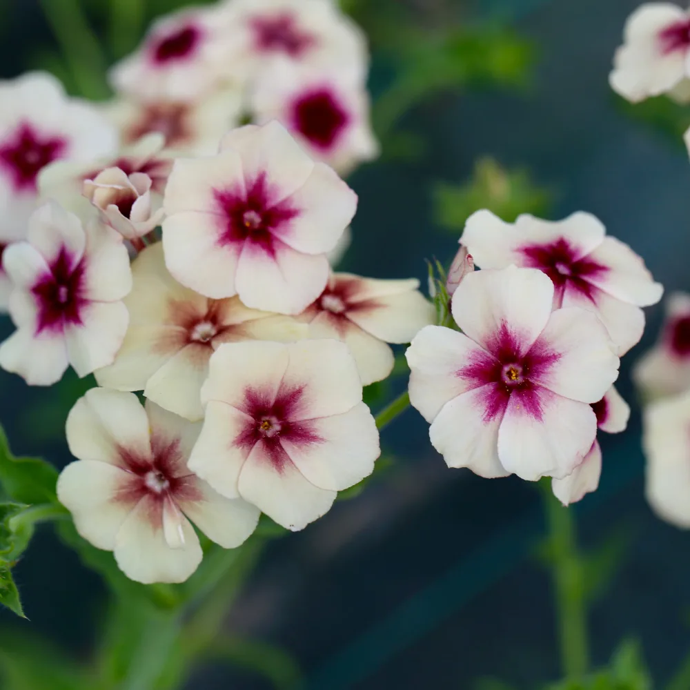 PHLOX CHERRY CARAMEL AB