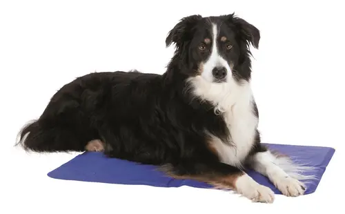 Confort dehors:Tapis rafraîchissant pour chien coloris bleu Trixie - 40 x 50 cm