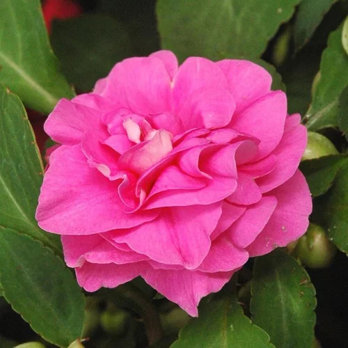 Choix pour le jardin:Impatiens ou Impatience à fleurs doubles multicolores - Le pot Ø 14 cm
