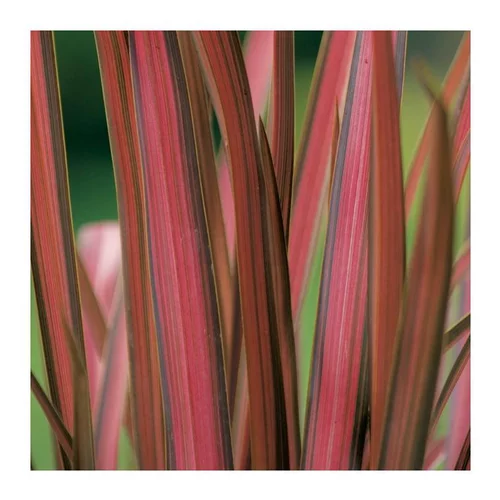 Au service de votre jardin:Phormium Cookianum Evening Glow - Pot 4 L