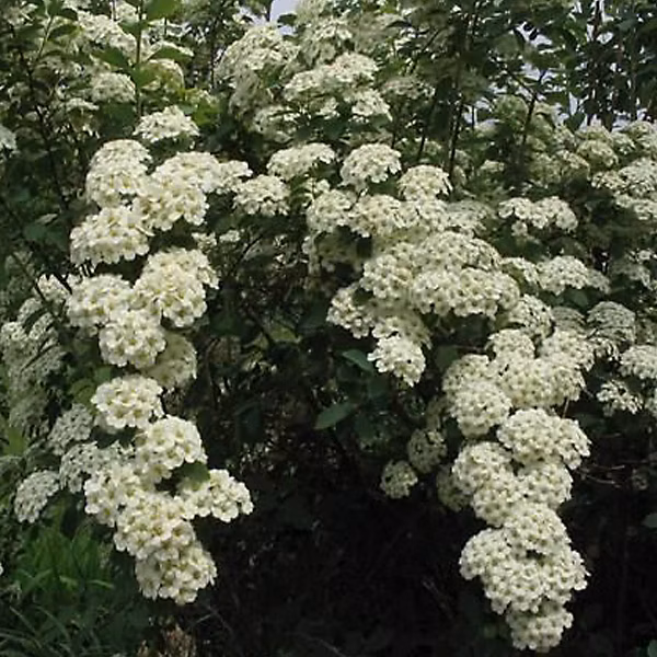 2 x Spirée de Vanhoutte – Spiraea vanhouttei, 40-60 cm pot
