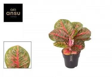 Nature facile:Aglaonema red balloon. Le pot de Ø 19 x H 50 cm