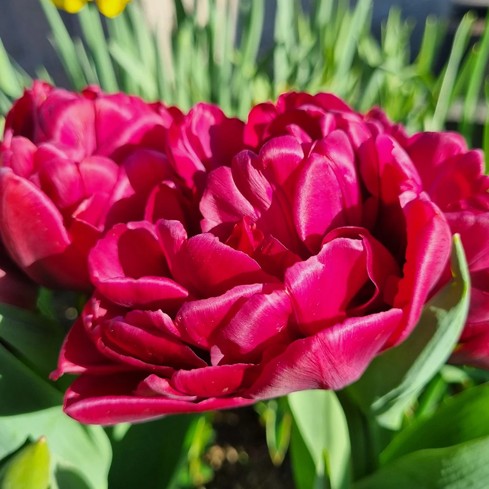 TULIPE ALISON BRADLEY AB