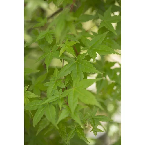 Pour mieux équiper vos extérieurs:Erable du Japon (ACER PALMATUM DESHOJO ) Le pot de 3 litres